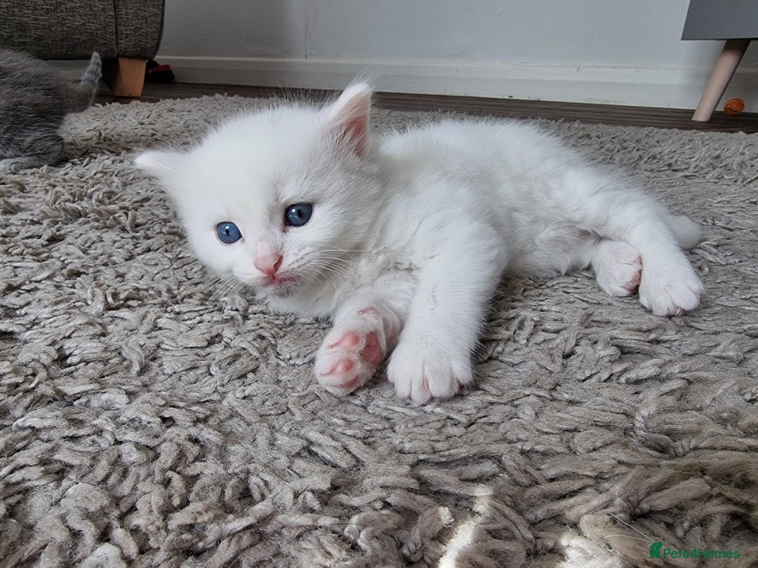 Domestic Shorthair cats for sale: Kittens for sale  - Image 3