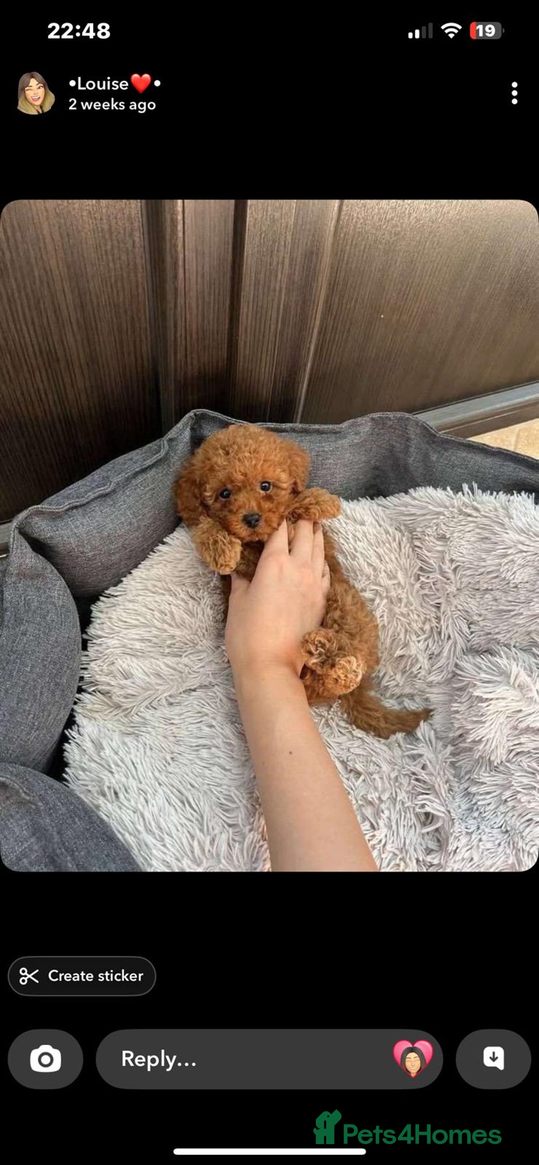 Toy Poodle dogs for sale: Beautiful Red Toy Poodle puppies  - Image 5