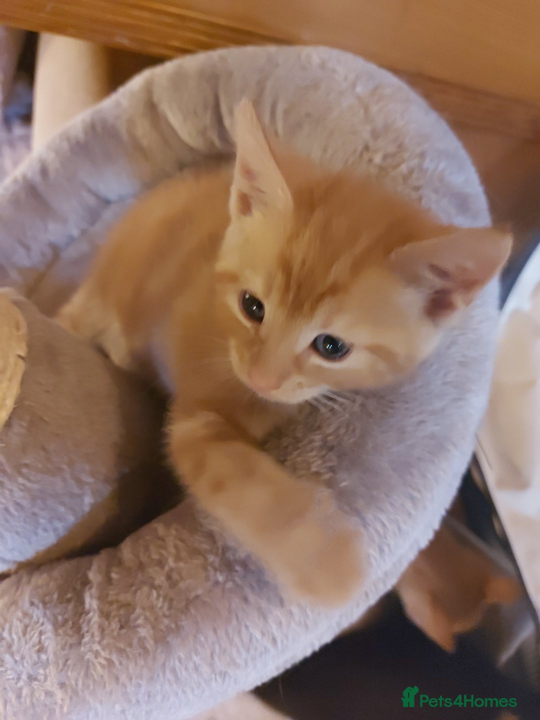 Domestic Shorthair cats for sale: 2 Female Kittens For Sale - Image 10