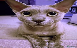Devon Rex cats for stud: Beautiful Lilac Boy in Southampton - Image 2