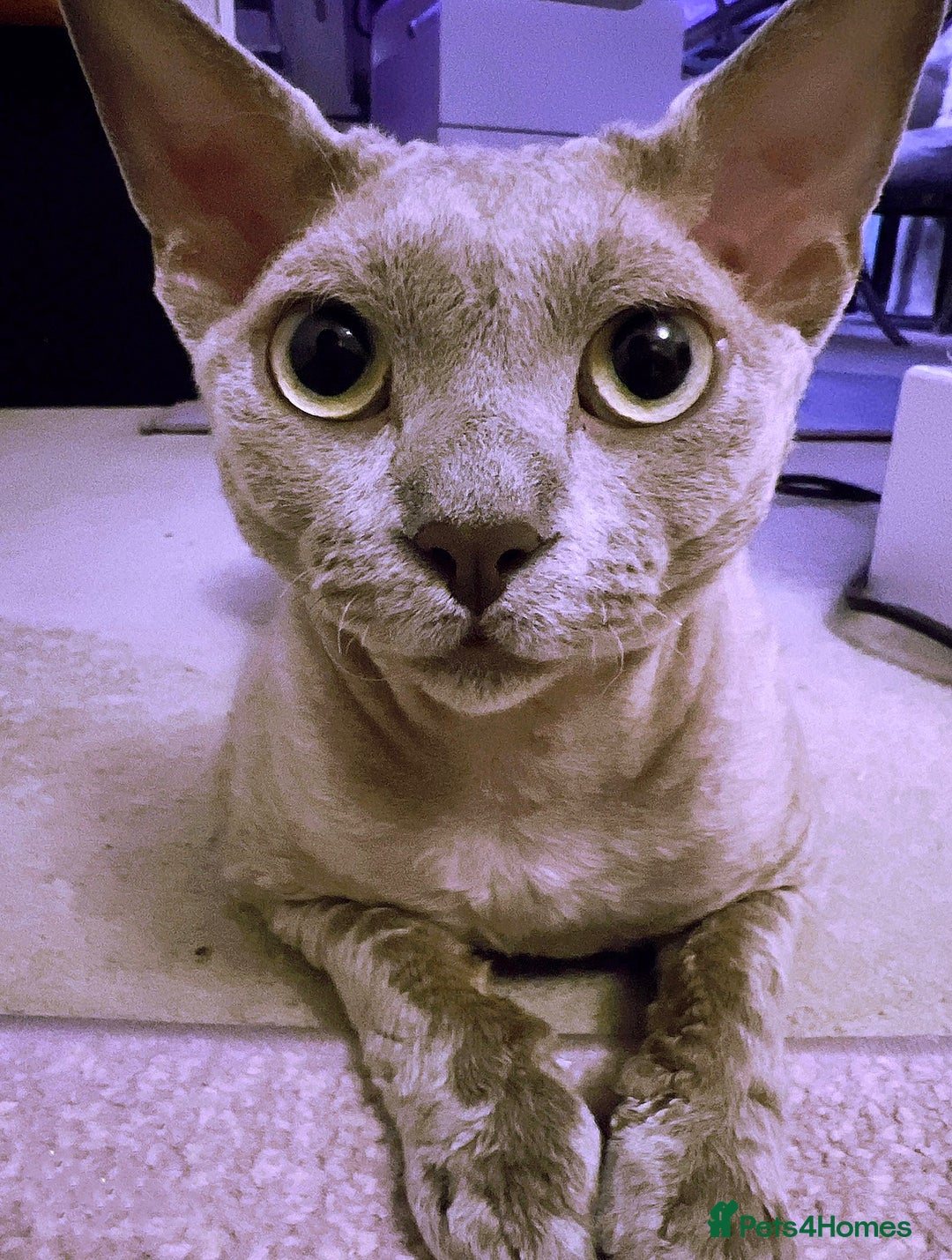 Devon Rex cats for stud: Beautiful Lilac Boy in Southampton - Image 2