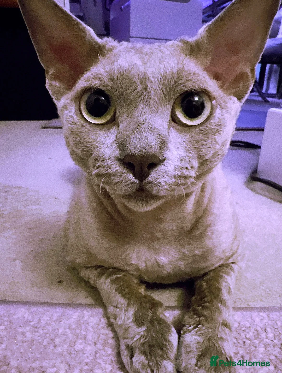 Devon Rex cats for stud: FIFE register 5 generations Beautiful lilac boy - Advert 2