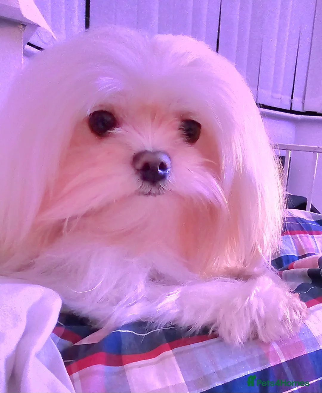 Maltese dogs for stud:  KC Maltese stud Korean line  in Derby - Advert 9