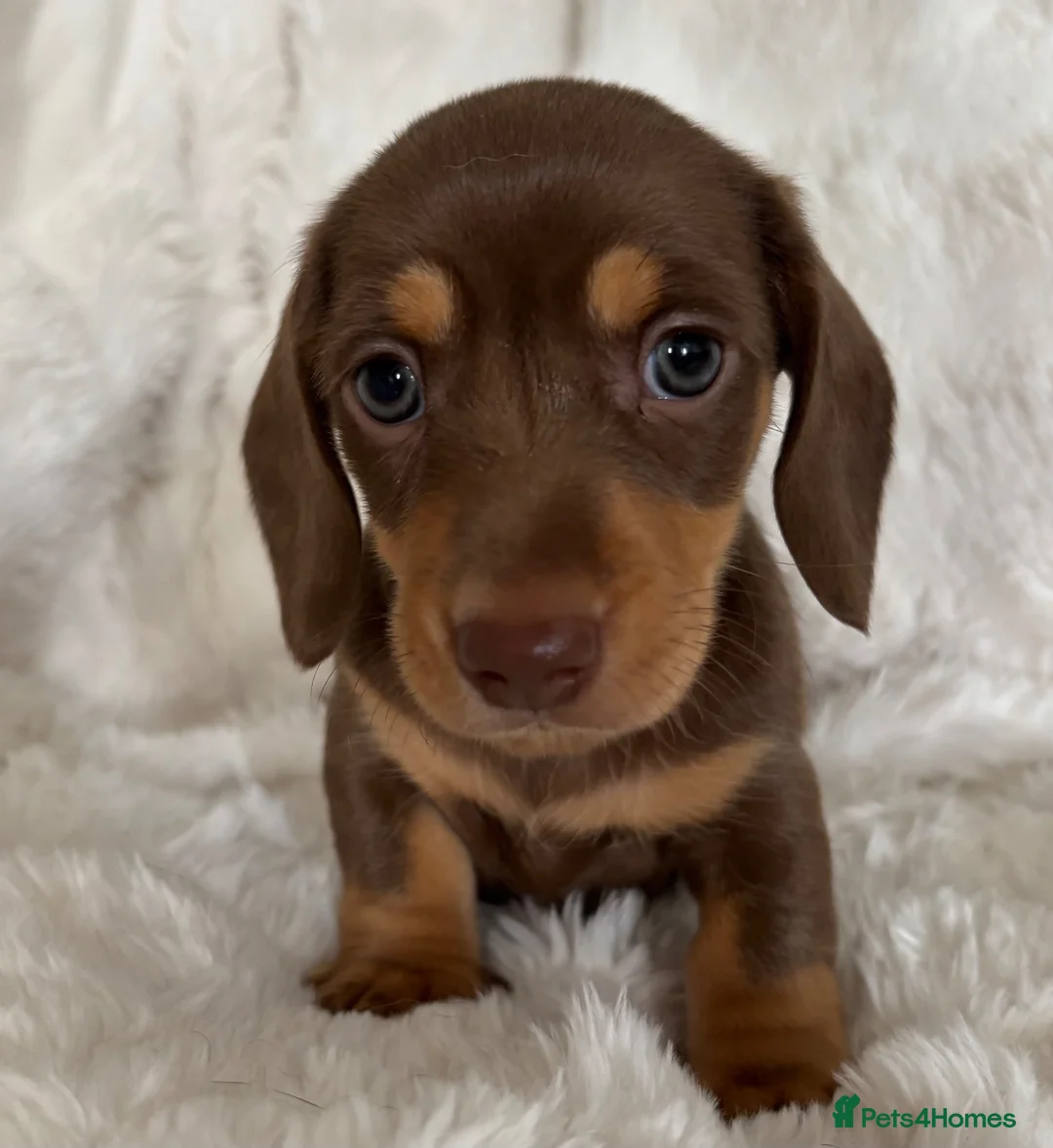 Miniature Dachshund dogs for sale: Miniature Dacshund’s  - Advert 1