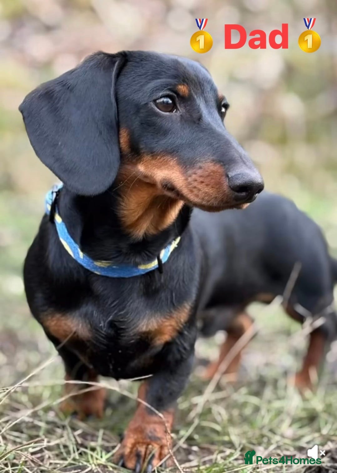 Miniature Dachshund dogs for sale: 🥇KC Registered Miniature Dachshunds Champion Line - Advert 33