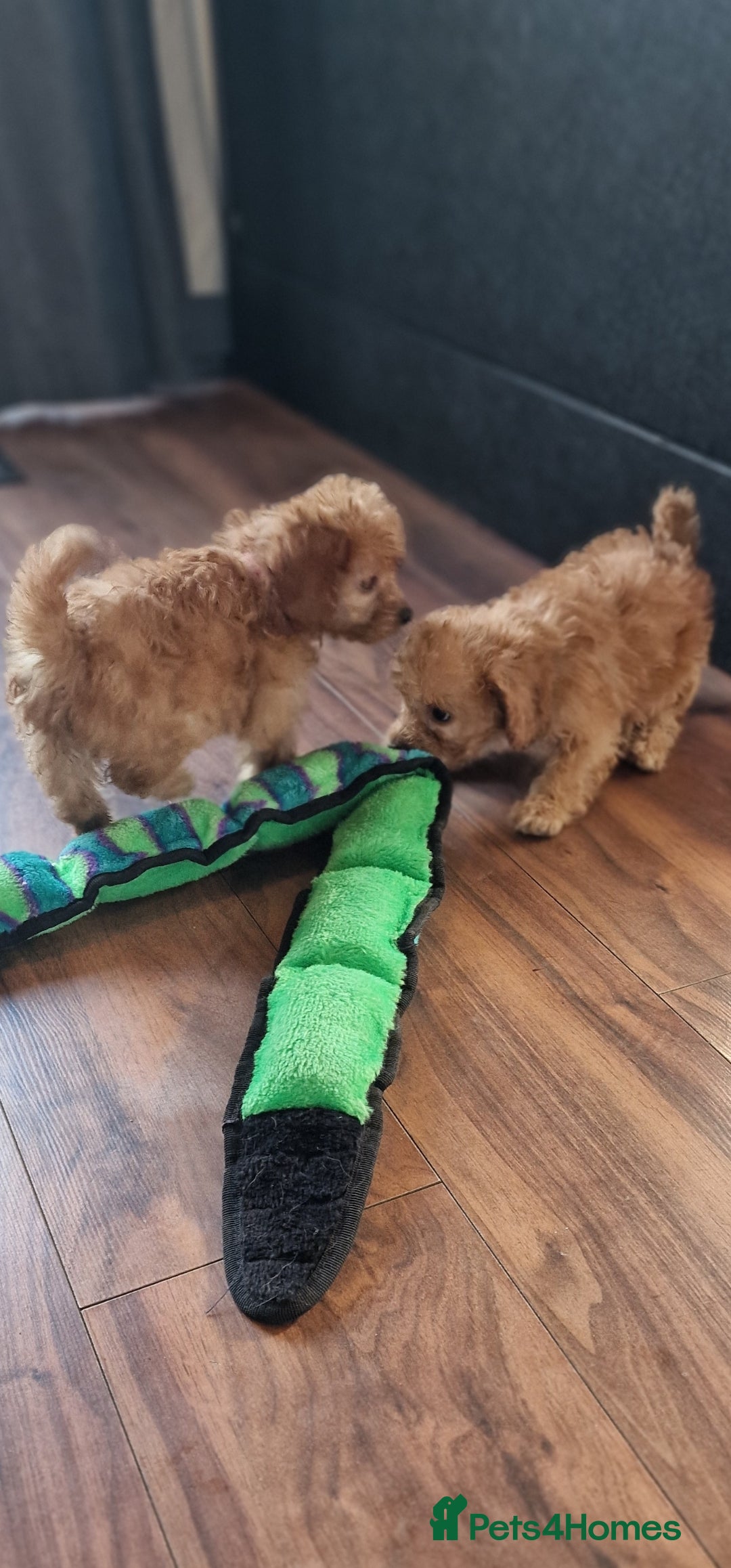 Cockapoo dogs for sale: Cockapoo - Image 14