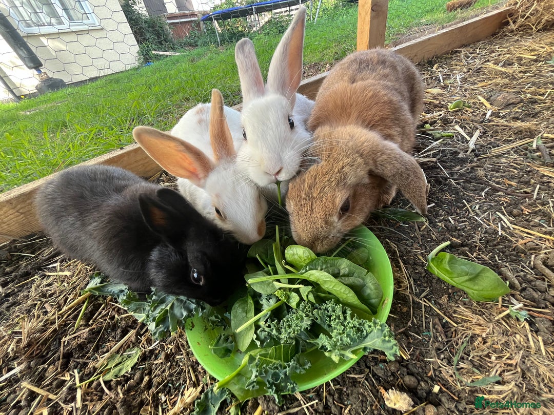 Mixed Breed rabbits for sale: Rabbits  - Advert 3