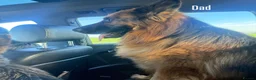 German Shepherd dogs for sale: 2 long-haired German Shepherd puppies for sale in Haverhill - Advert 4