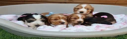 Cocker Spaniel dogs for sale: Beautiful show type cocker spaniel puppy’s  - Advert 16