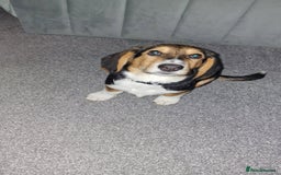 Mixed Breed dogs for sale: Bassett puppy  - Image 2