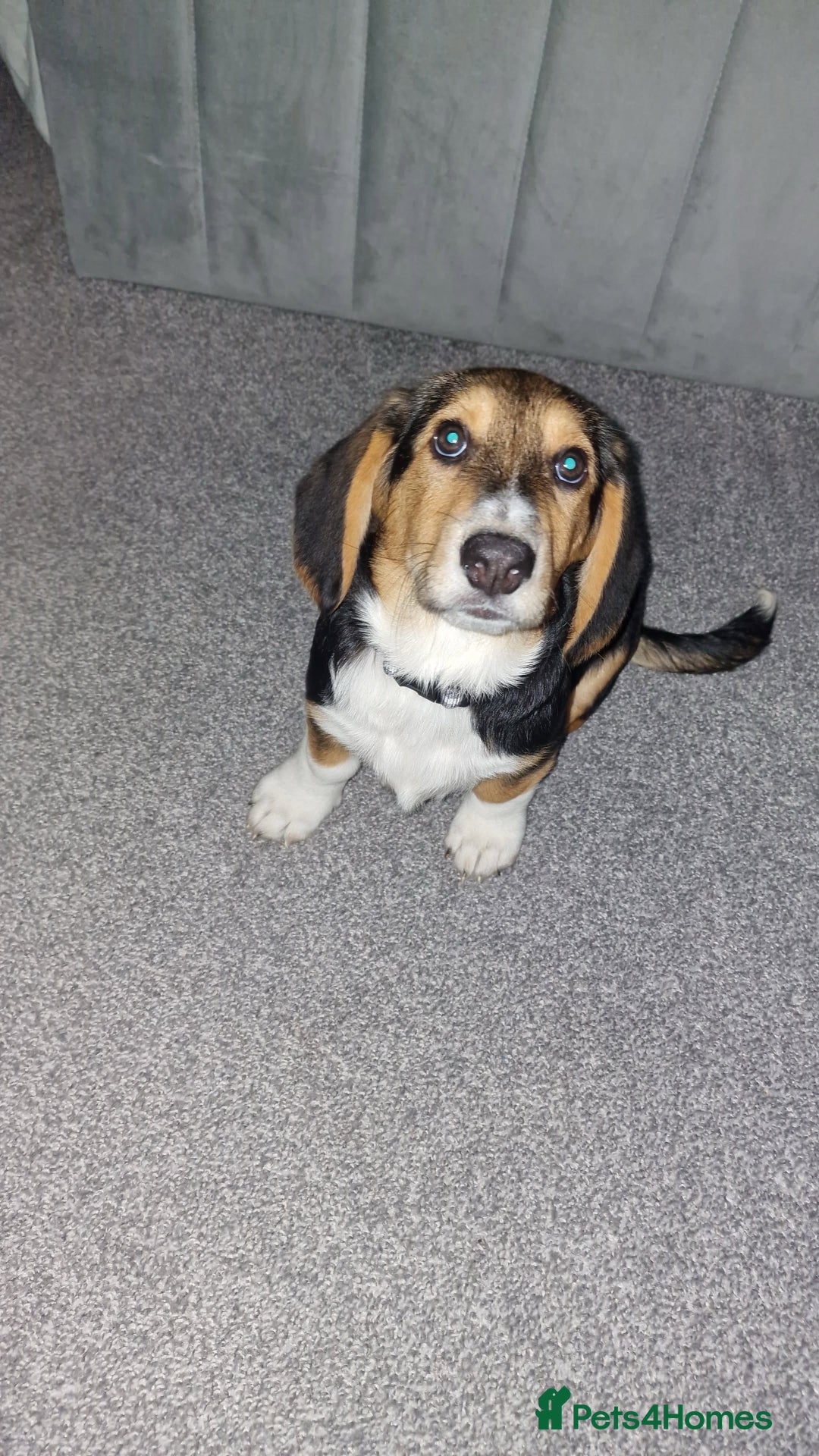 Mixed Breed dogs for sale: Bassett puppy  - Image 2