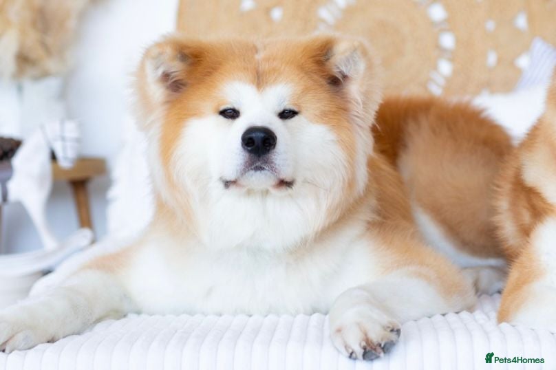 Japanese Akita Inu dogs 5- Generation KC Pedigree Japanese Akita - inu - Advert 16