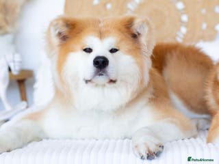 Japanese Akita Inu dogs 5- Generation KC Pedigree Japanese Akita - inu - Advert 2