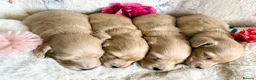Miniature Dachshund dogs for sale: Beautiful kc cream long haired mini daxies - Advert 6