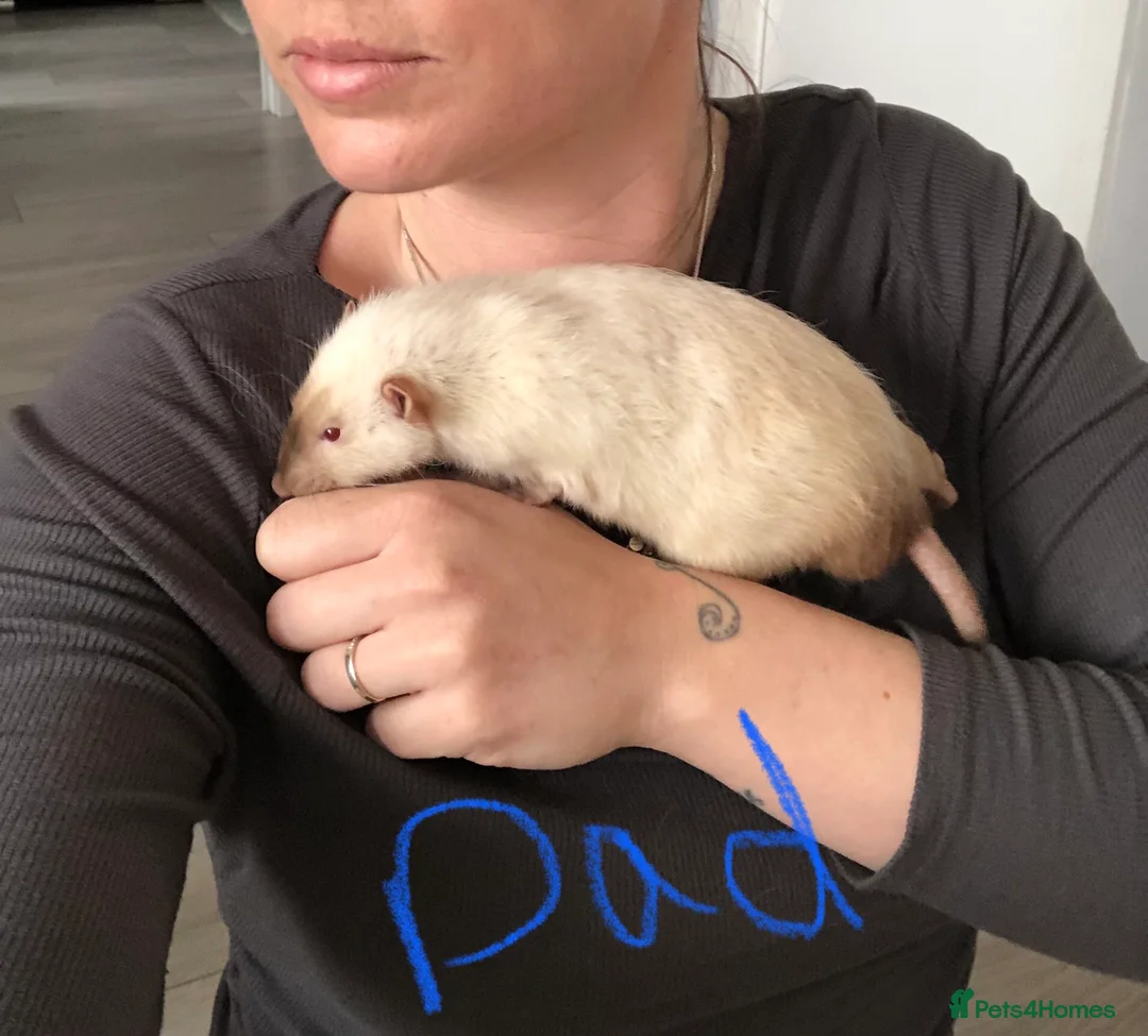 Rat rodents for sale: Baby dumbo rats  - Advert 4