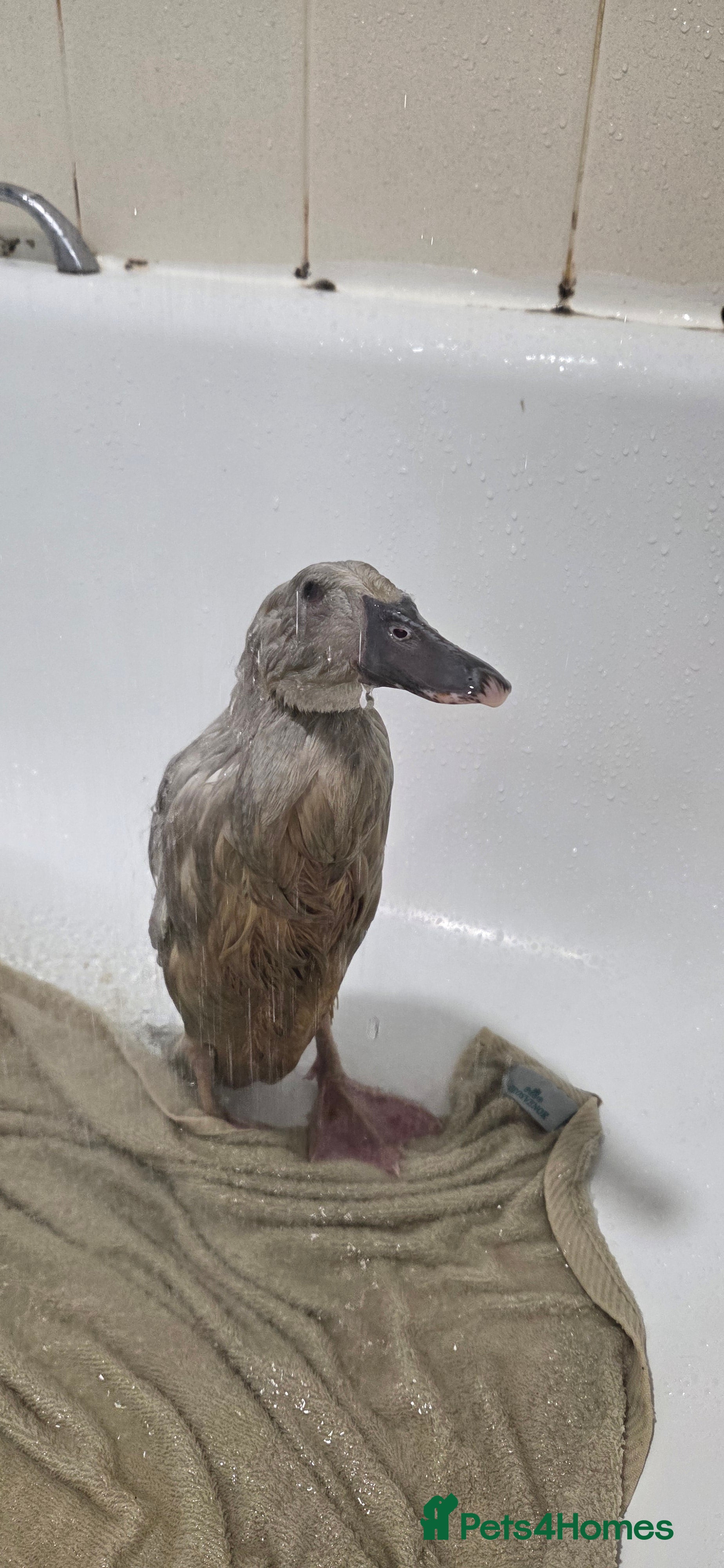 Ducks poultry Rare colour Pure bred silver runner Ducks  - Advert 1