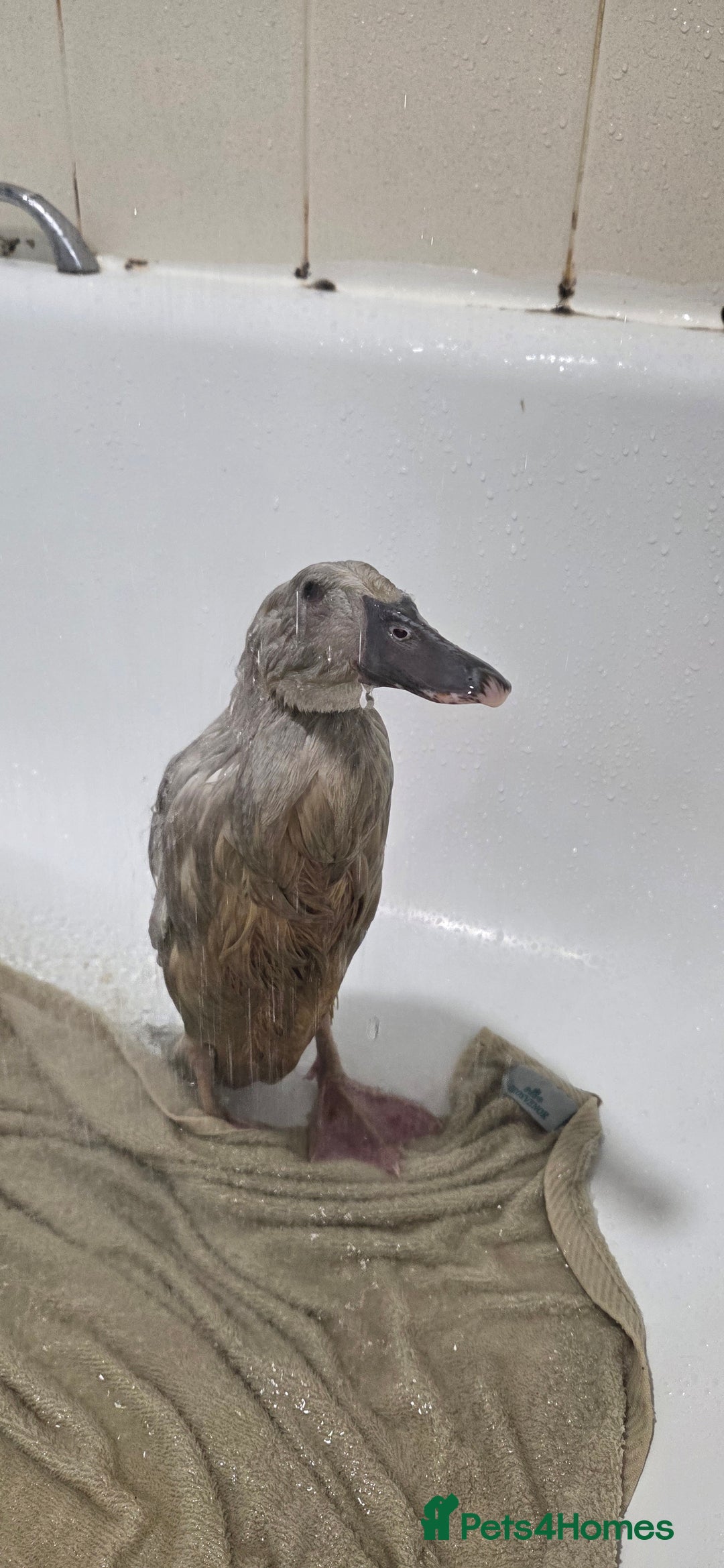 Ducks poultry for sale: Rare colour Pure bred silver runner Ducks  - Advert 5