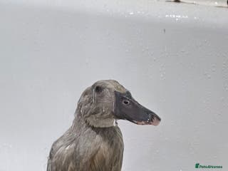 Ducks poultry Rare colour Pure bred silver runner Ducks - Advert 5