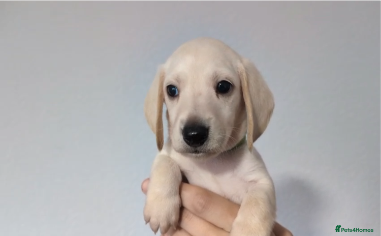 Miniature Dachshund dogs - Advert 6