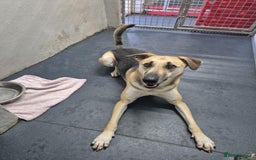 Mixed Breed dogs for adoption: JACK FOR ADOPTION OR FOSTER IN CORNWALL OR DEVON - Image 23
