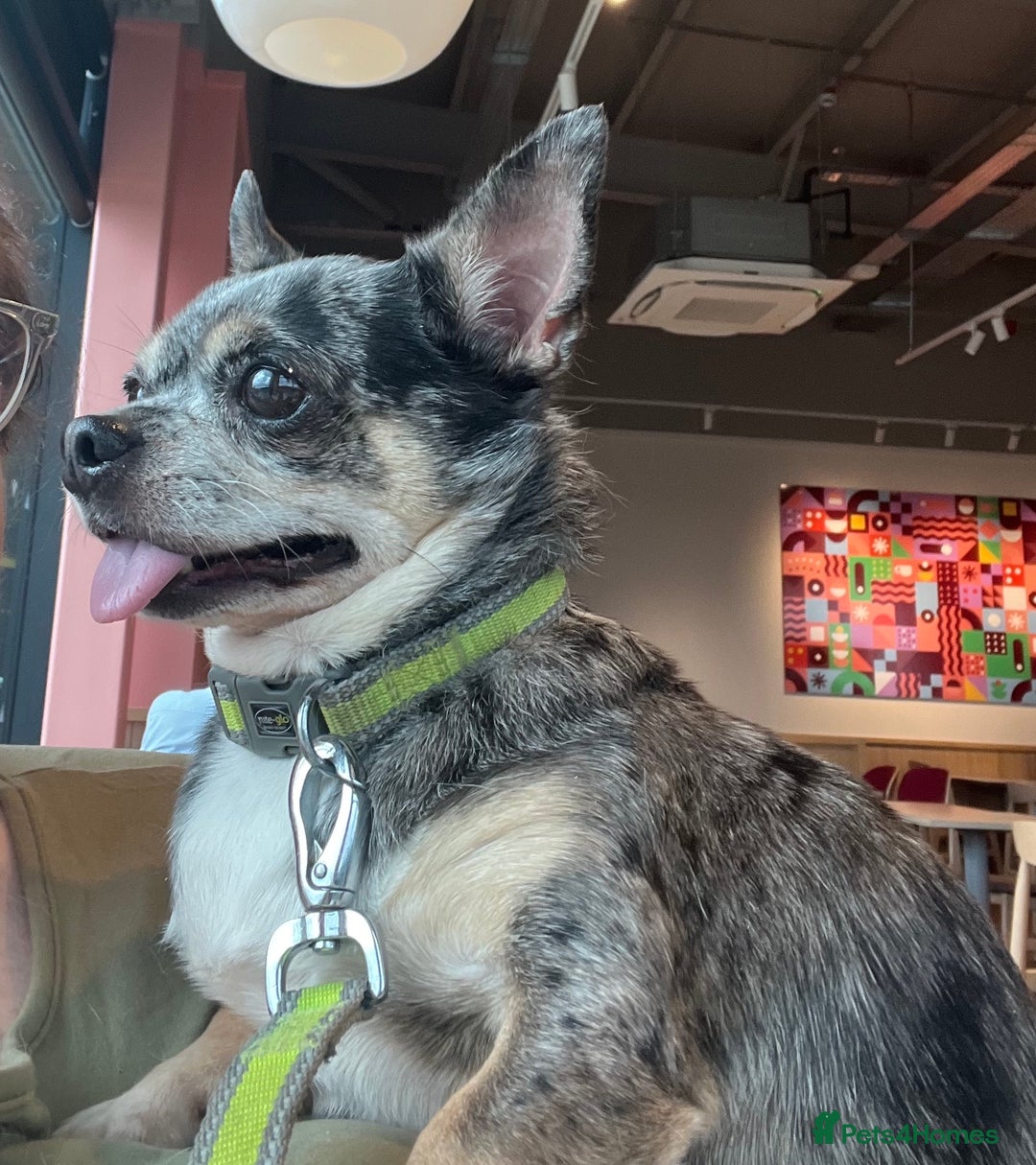 Chihuahua dogs for sale: Merle Chihuahua looking for forever home - Image 1