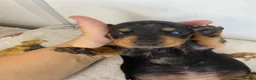 Miniature Dachshund dogs for sale: 3 beautiful girls  - Advert 12