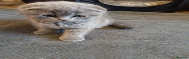 Scottish Fold Kitten 3