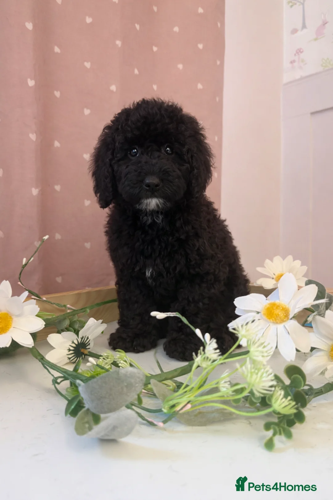 Labradoodle dogs for sale: Health tested labradoodles 🥰 - Advert 5