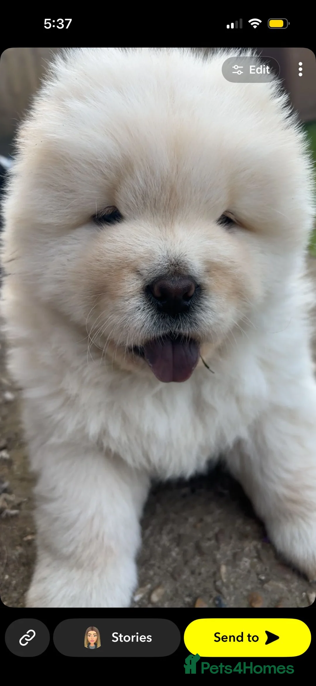 Chow Chow dogs for sale: Outstanding polar white chow - Advert 2