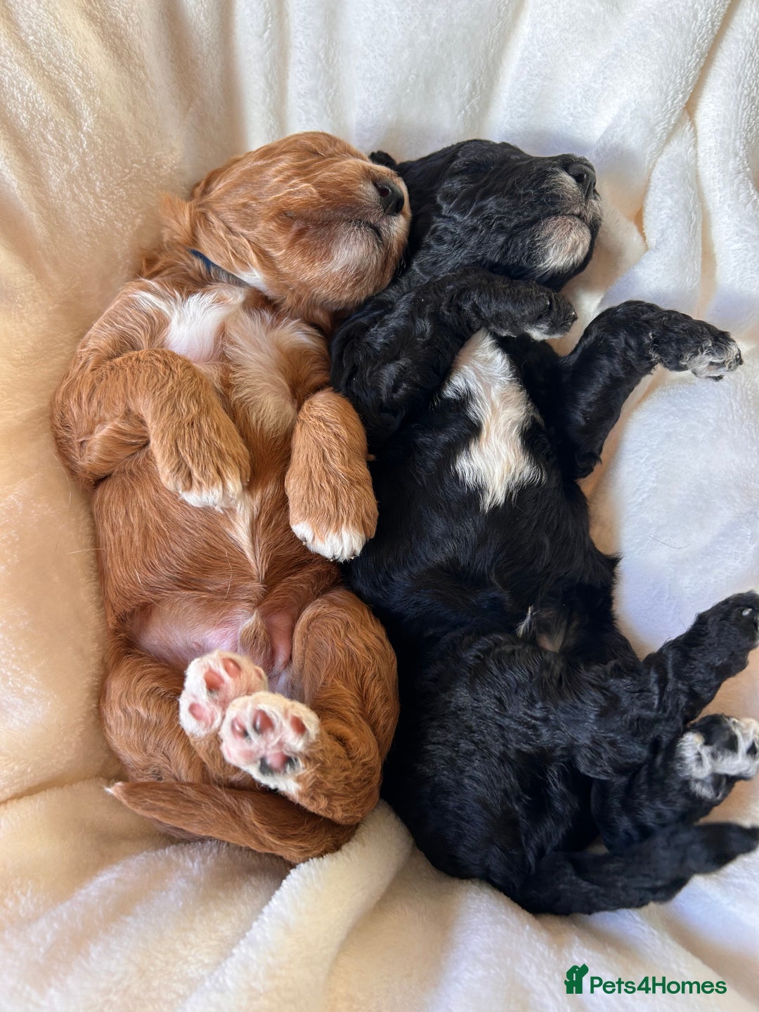 Mixed Breed dogs for sale: Labradoodle Puppies – Fox Red Parti & Black Tuxedo - Advert 3