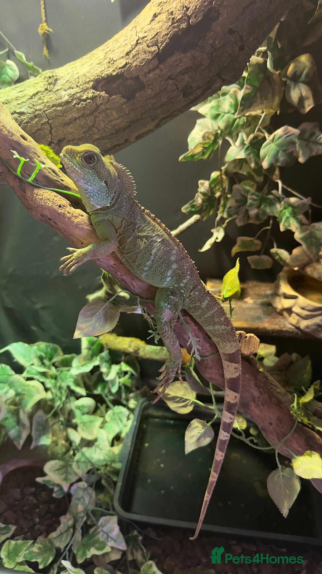 Dragon reptiles for sale: Water dragon - Advert 1