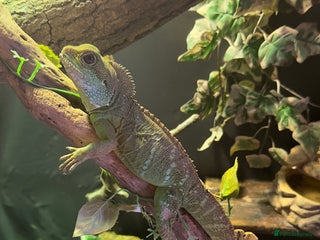 Dragon reptiles Water dragon - Advert 4