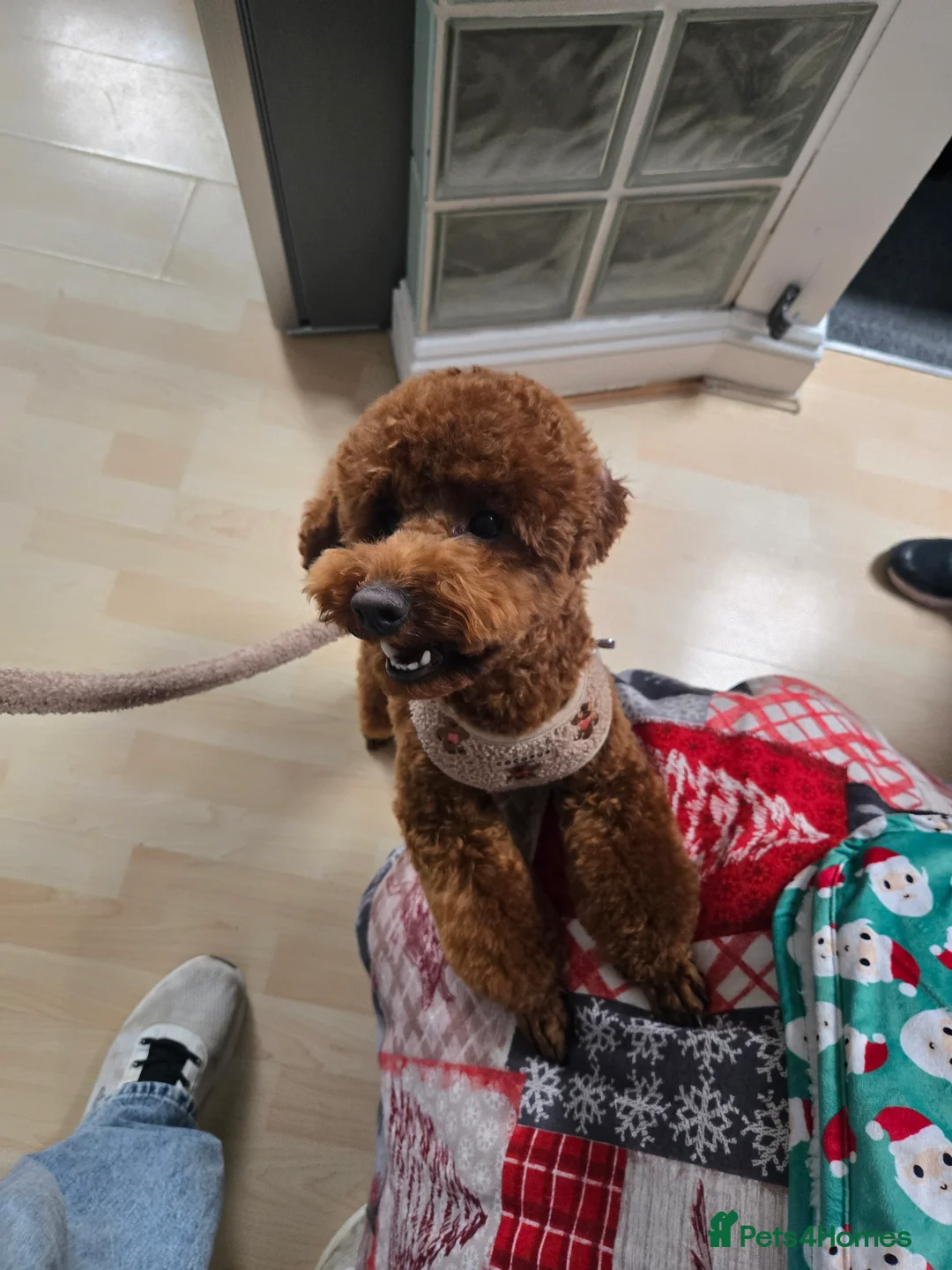 Toy Poodle dogs for stud: Toy poodle for STUD (dark red) - Advert 12