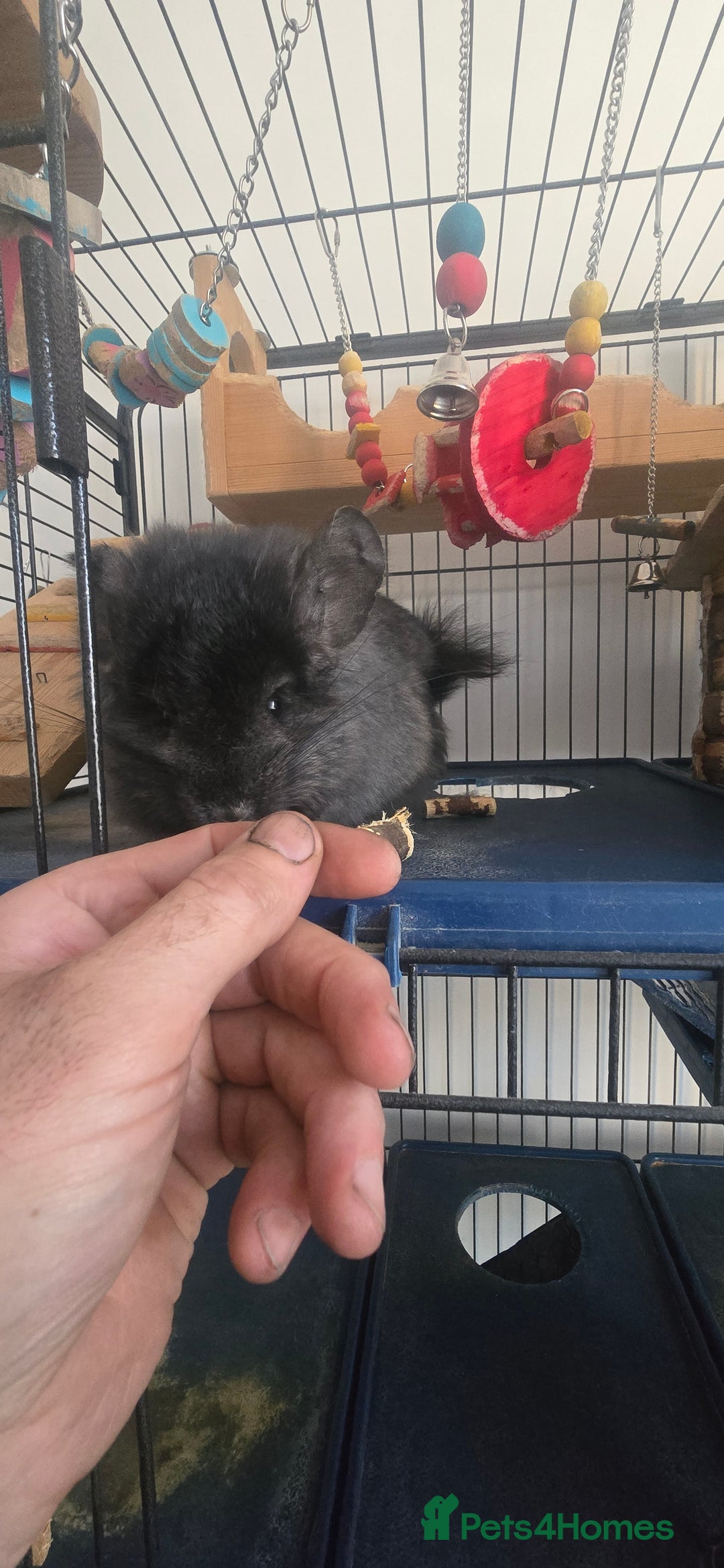 Chinchilla rodents for sale: 2 Female Chinchillas - Image 6
