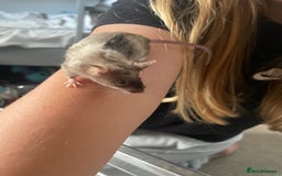 Mouse rodents for sale: Beautiful fancy mice ready now - Image 14