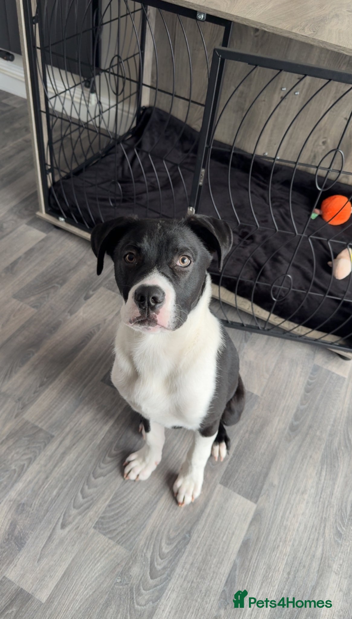 Mixed Breed dogs for sale: Cane corso for 5star home - Advert 1