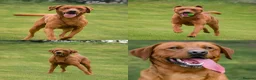 Labrador Retriever dogs for sale: Outstanding Red&Yellow Labradors,KC&health tested - Advert 3