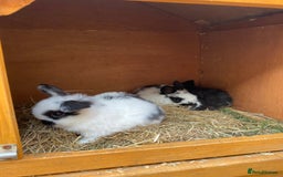Mini Lop rabbits for sale: Adorable Purebred Mini Lops.  - Image 5