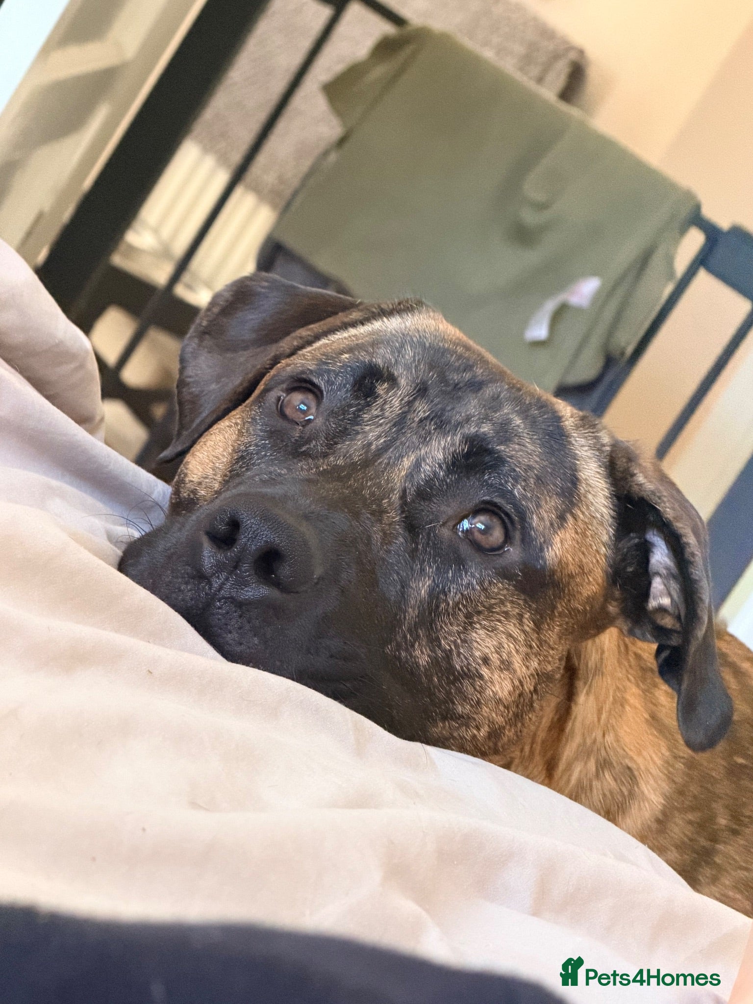 Mixed Breed dogs Presa Canario cross for sale  - Advert 2