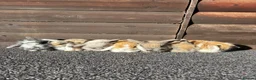 Mini Lion Lop rabbits for sale: Mini lion lops bunnies  in Exeter - Advert 1