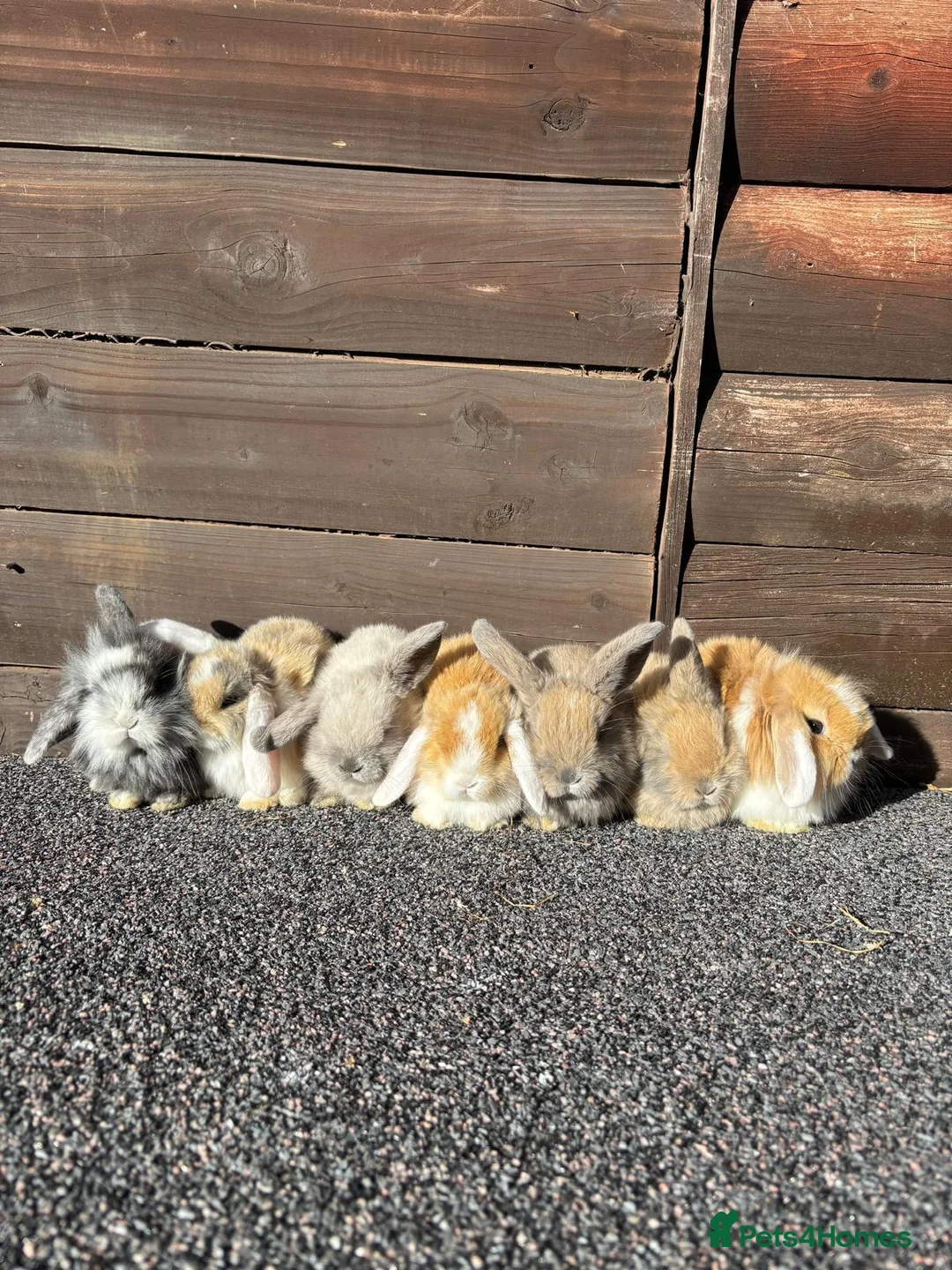 Mini Lion Lop rabbits for sale: Mini lion lops bunnies  in Exeter - Advert 1