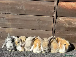 Mini Lion Lop rabbits Mini lion lops bunnies - Advert 1