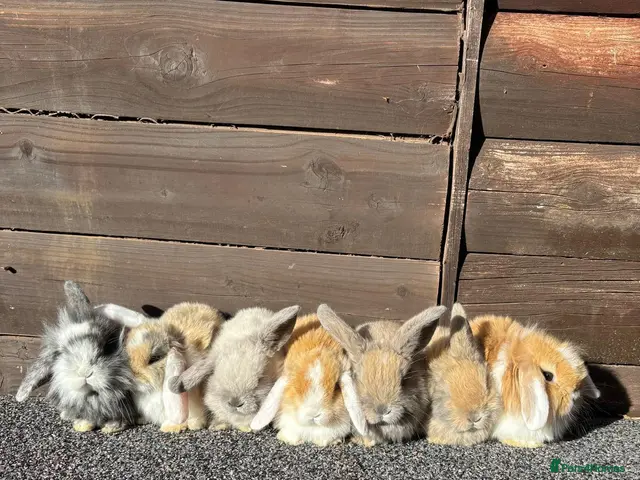 Mini Lion Lop rabbits Mini lion lops bunnies - Advert 1