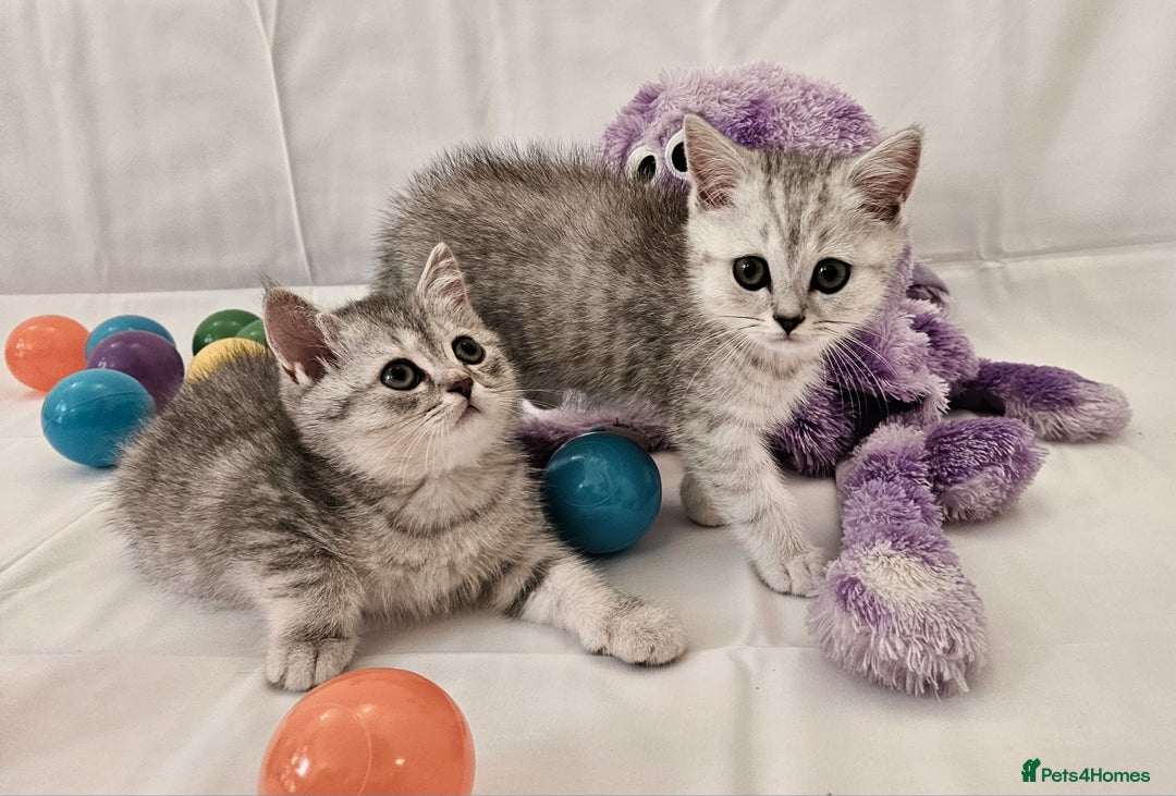British Shorthair cats for sale: BRITISH SHORTHAIR CHAMPION BLOODLINE - Image 24
