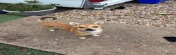 Jack Chi dogs for sale: Jack chi male.  in Dorchester - Advert 1