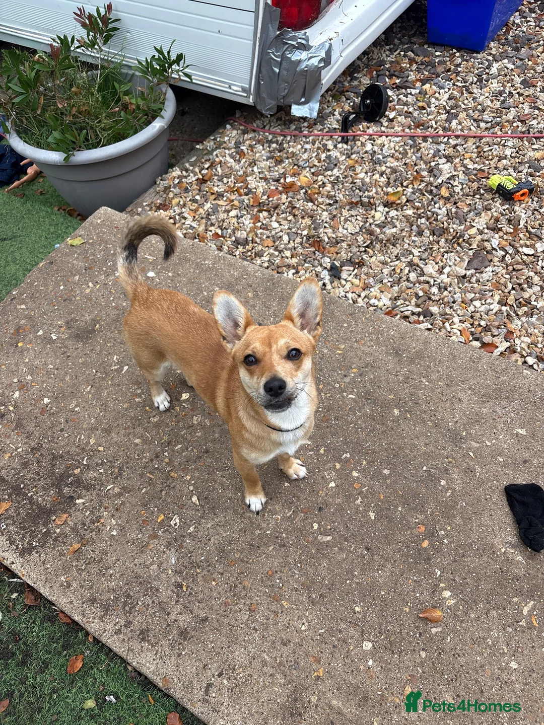 Jack Chi dogs for sale: Jack chi male.  in Dorchester - Advert 1