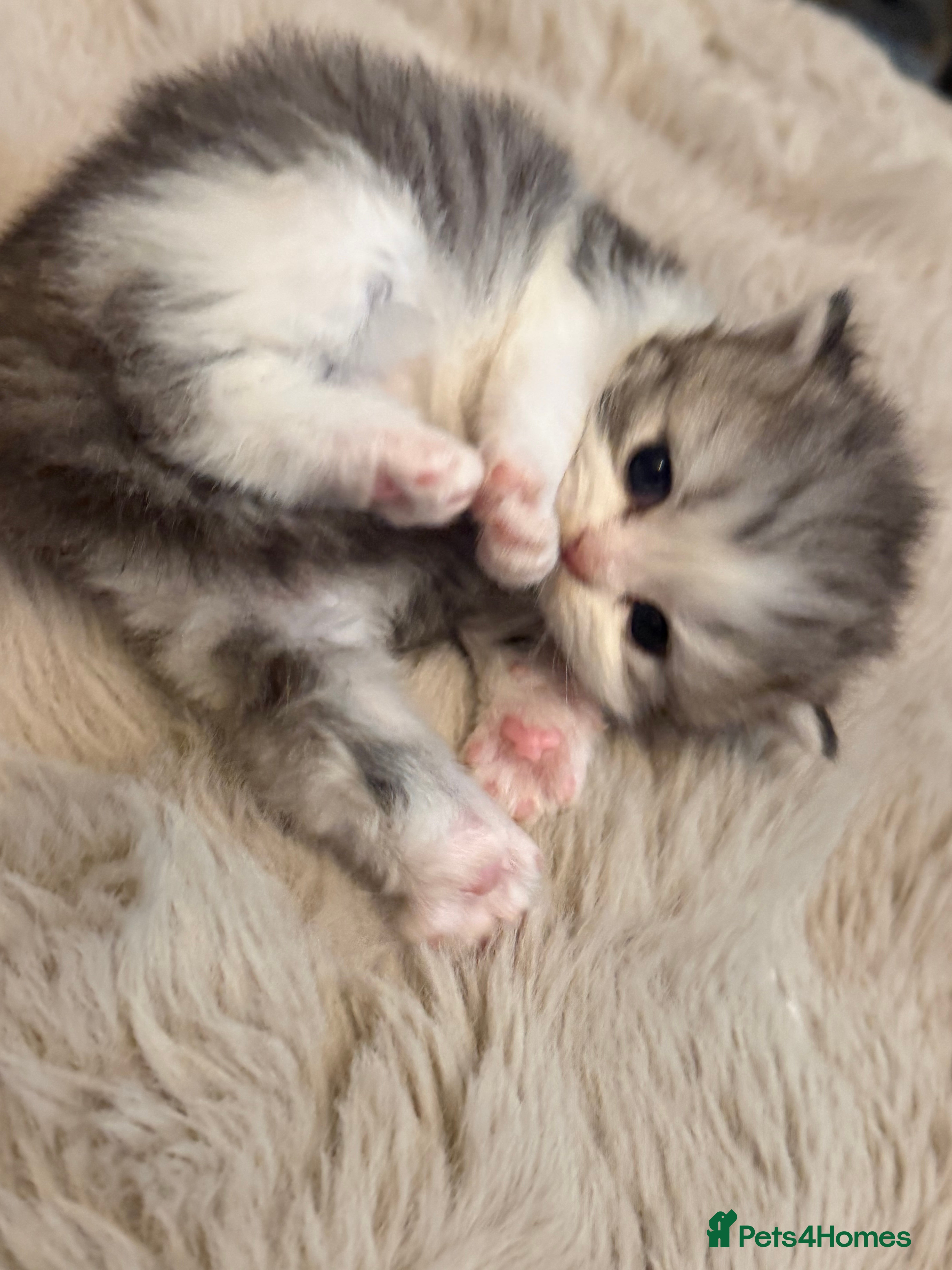 Exotic cats Beautiful exotic long haired babies - Advert 1