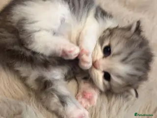 Exotic cats Beautiful exotic long haired babies - Advert 5