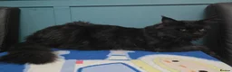Maine Coon cats for stud: Large Black 9kg Russian Lines Maine Coon STUD - Advert 8