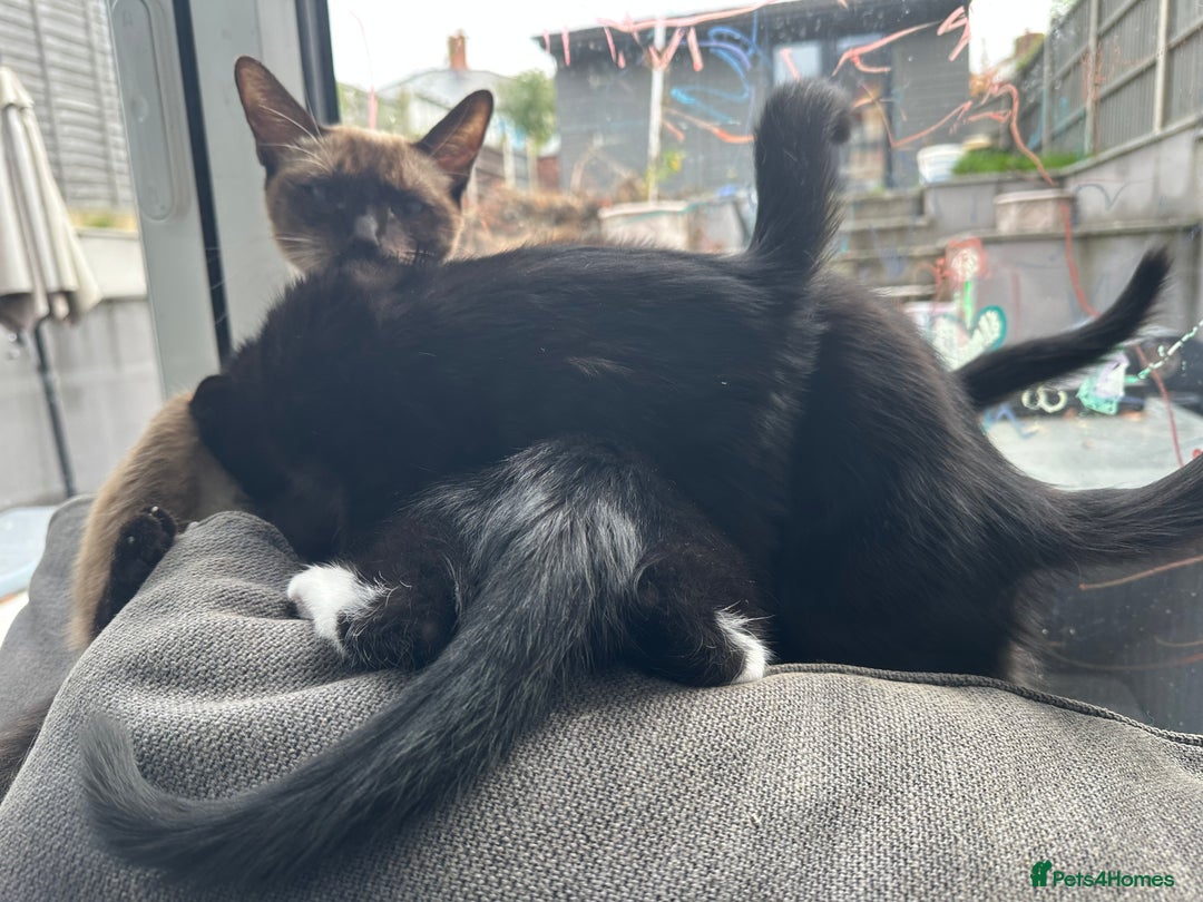 British Longhair cats for sale: 4 x kittens for sale (2 male 2 female) - Image 7
